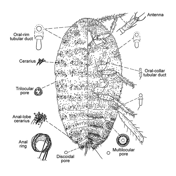   Delottococcus confusus  
 Illustration by Miller & Giliomee 
